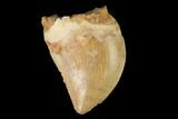Serrated, Baby Carcharodontosaurus Tooth - Morocco #159293-1